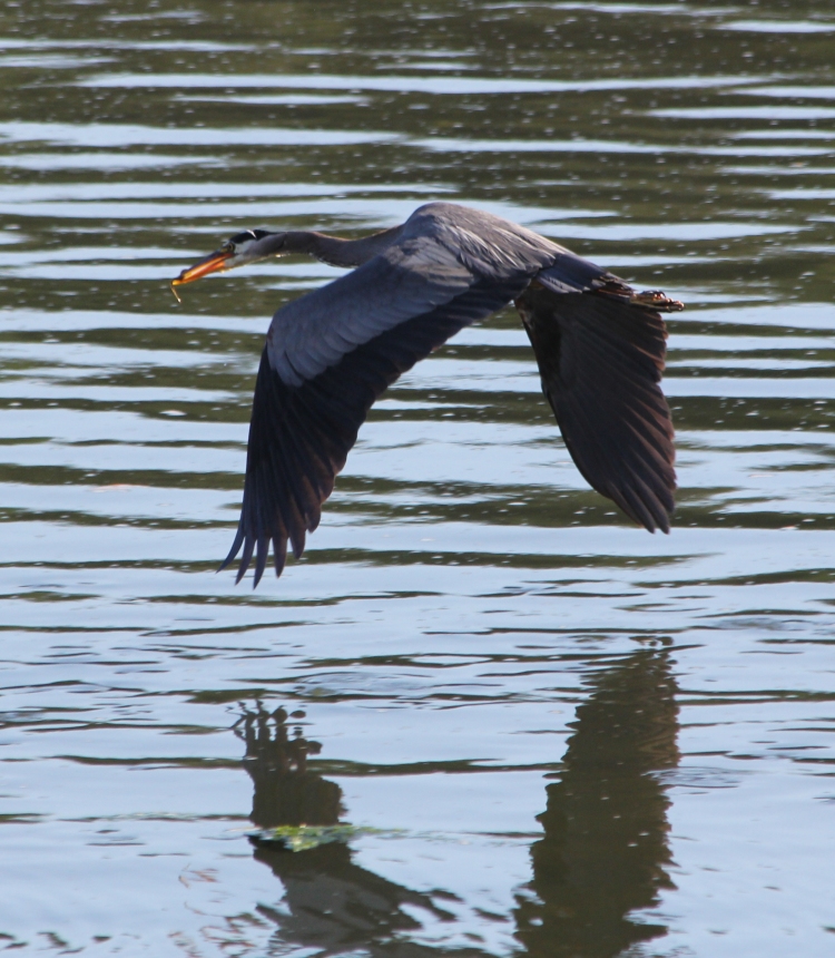 GBH Looking for Greener Pastures